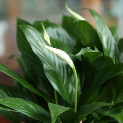 极速Big bonsai plain sailing wAhite palm office formaldehyde