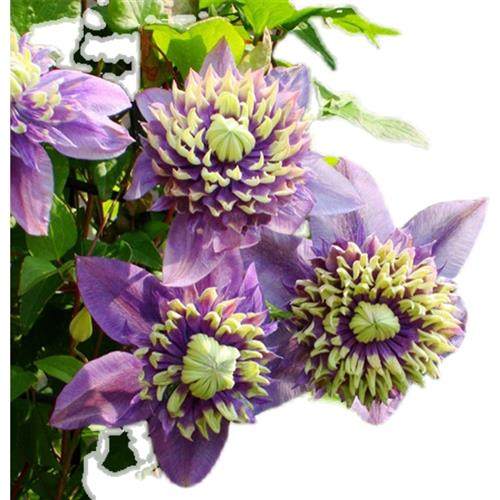 极速龙龙月季园艺 大河 铁线莲f系列四季N阳台庭院新手易养耐热