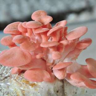 极速红平菇蘑菇食用菌种包菌棒玫瑰菇家庭阳台蘑菇Z种植菌包