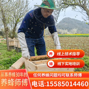 新品笼蜂中蜂蜂群3000工蜂9000工蜂H带王蜂群合群补蜂量活蜜蜂养