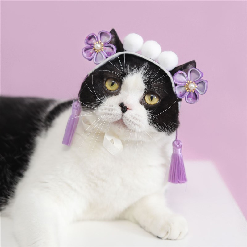 极速还珠格格贵妃猫咪头饰宠物可A爱狗狗生日帽京剧头套配饰宫廷