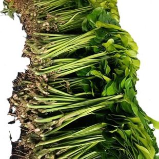 极速客厅高大绿植大叶水培龟背竹室内适合K懒人观叶类电视柜旁边