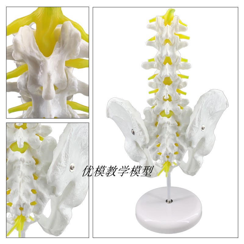 极速骨盆模型附五节腰椎脊柱模型盆骨F模型人体骨骼模型股骨腰椎