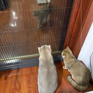 极速Anti-cat goal net anti-cat door curtain anti-caWt anti-m
