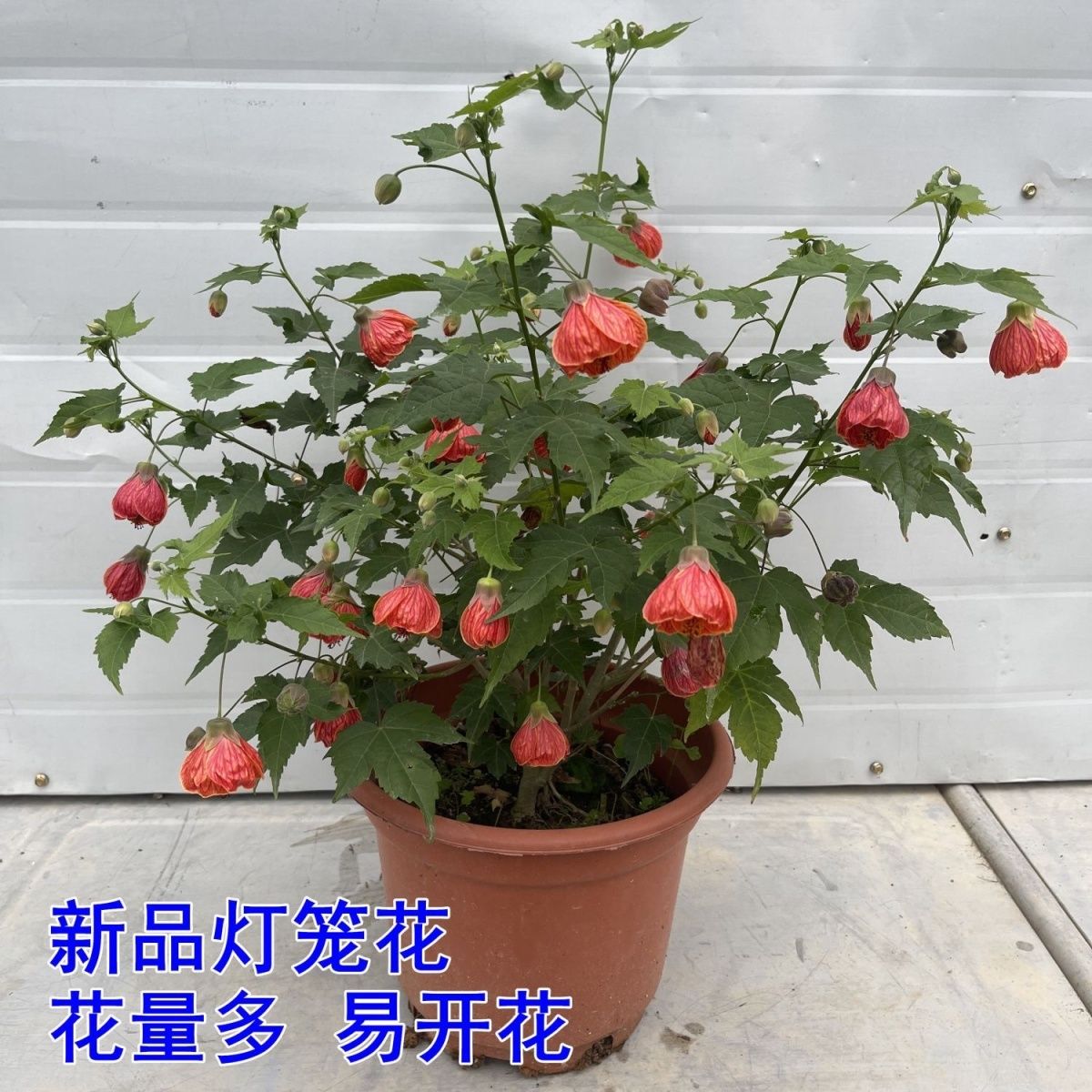 带花灯笼花 风铃花阳台观花庭院