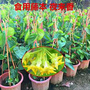 藤本千里香夜兰花食用藤本夜来香盆栽 驱蚊夜兰花苗 星状花瓣