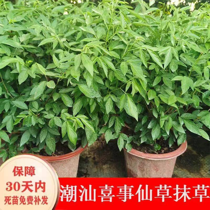 抹草苗仙草苗潮汕仙草三叶青苗盆栽绿植红花抹草家居婚嫁吉祥花草