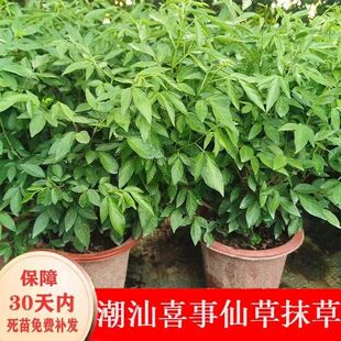 抹草苗仙草苗潮汕仙草三叶青苗盆栽绿植红花抹草家居婚嫁吉祥花草