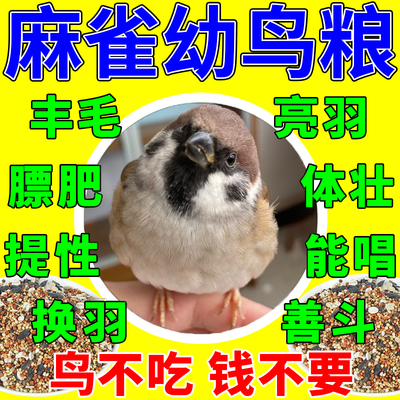 麻雀饲料专用鸟粮食物投喂布施山树麻雀黑顶黑胸家麻雀小雏鸟幼鸟