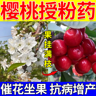 樱桃授粉专用药车厘子催花大樱桃授粉保花保果肥防落果控旺坐果灵