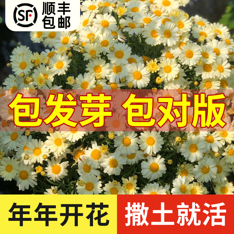 玛格丽特花种子四季菊花阳台庭院盆栽花籽重瓣多年生花种孑