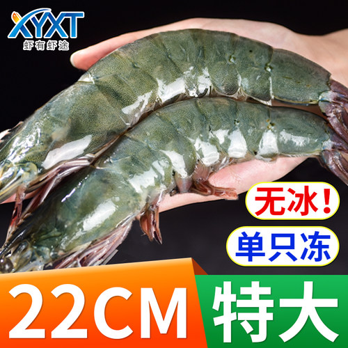 新鲜大虾无冰衣顺丰速运回头客多