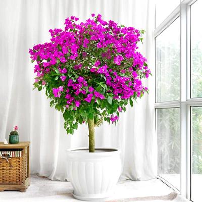 金叶子三角梅安格斯紫棒棒糖树形盆栽勤花卉老桩室外阳台花园植物