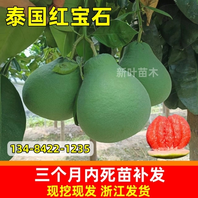 红宝石青柚苗当年结果