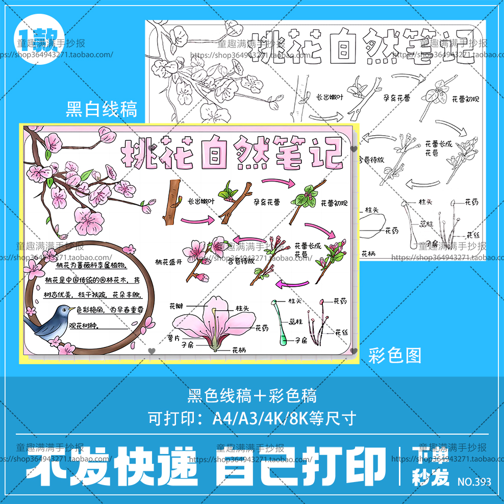 桃花自然笔记手抄报电子模板 植物生长观察日记生长记录小报线稿
