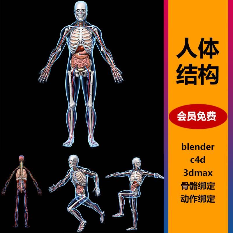 人体结构解剖骨骼神经消化3D模型blender/c4d/max带动作绑定动画