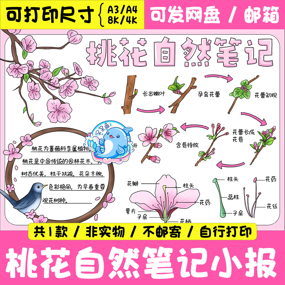 桃花自然笔记手抄报电子模板 小学生植物生长观察日记线稿 128