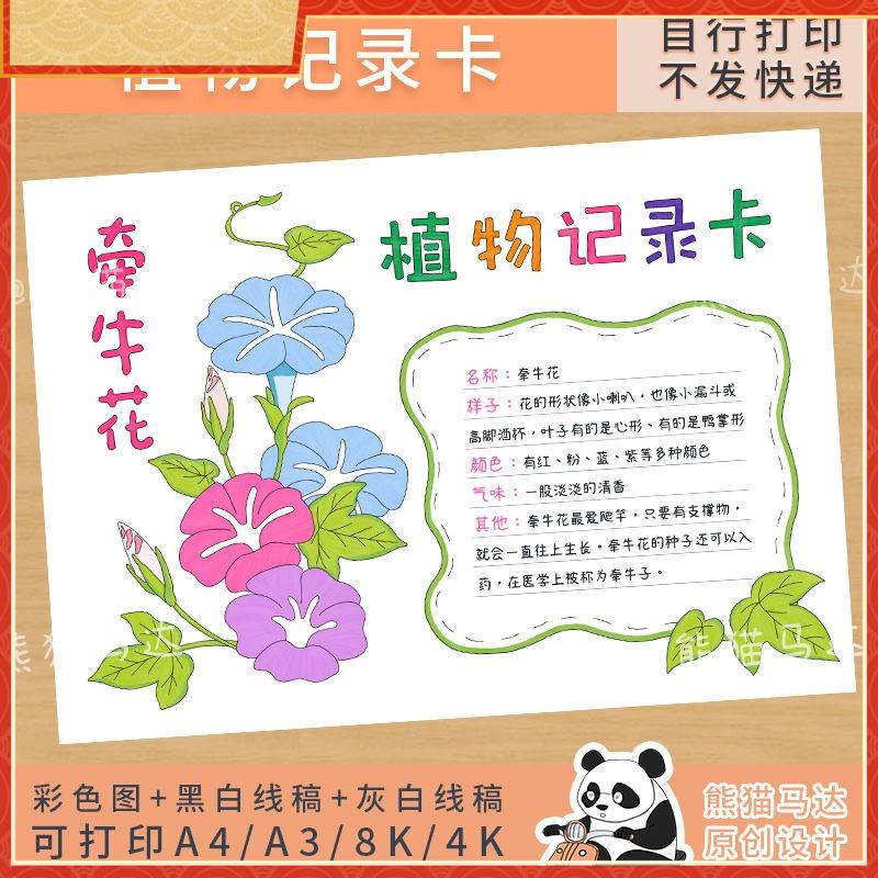 36牵牛花植物记录卡手抄报三下我的植物朋友观察小报线稿