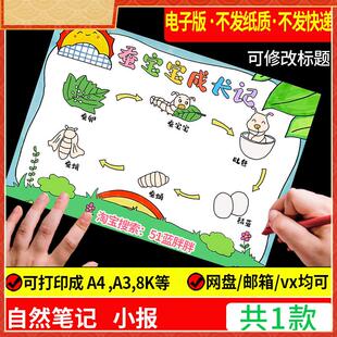 蚕的一生手抄报模板绘画 画蚕宝宝成长记自然笔记观察日记电子版