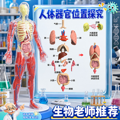 可拆卸透明人体骨骼内脏模型