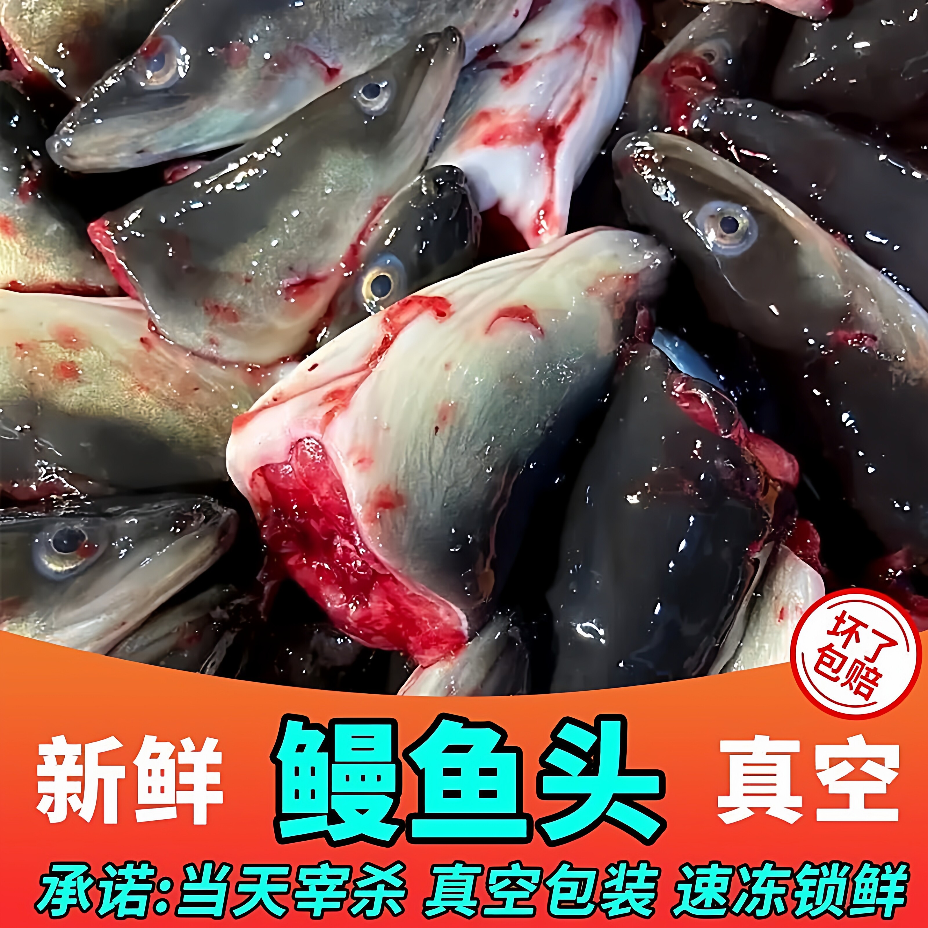 河鳗头新鲜食用新鲜鳗鱼头鲜活海鲜水产鳗鱼头新鲜广东潮汕包邮