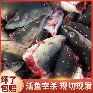广东潮汕新鲜海鳗鱼头新鲜冷冻鳗鱼头河鳗鱼乌尔鳗鲜活乌尔鳗鱼头
