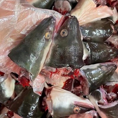 当天现杀新鲜鳗鱼头3斤包邮