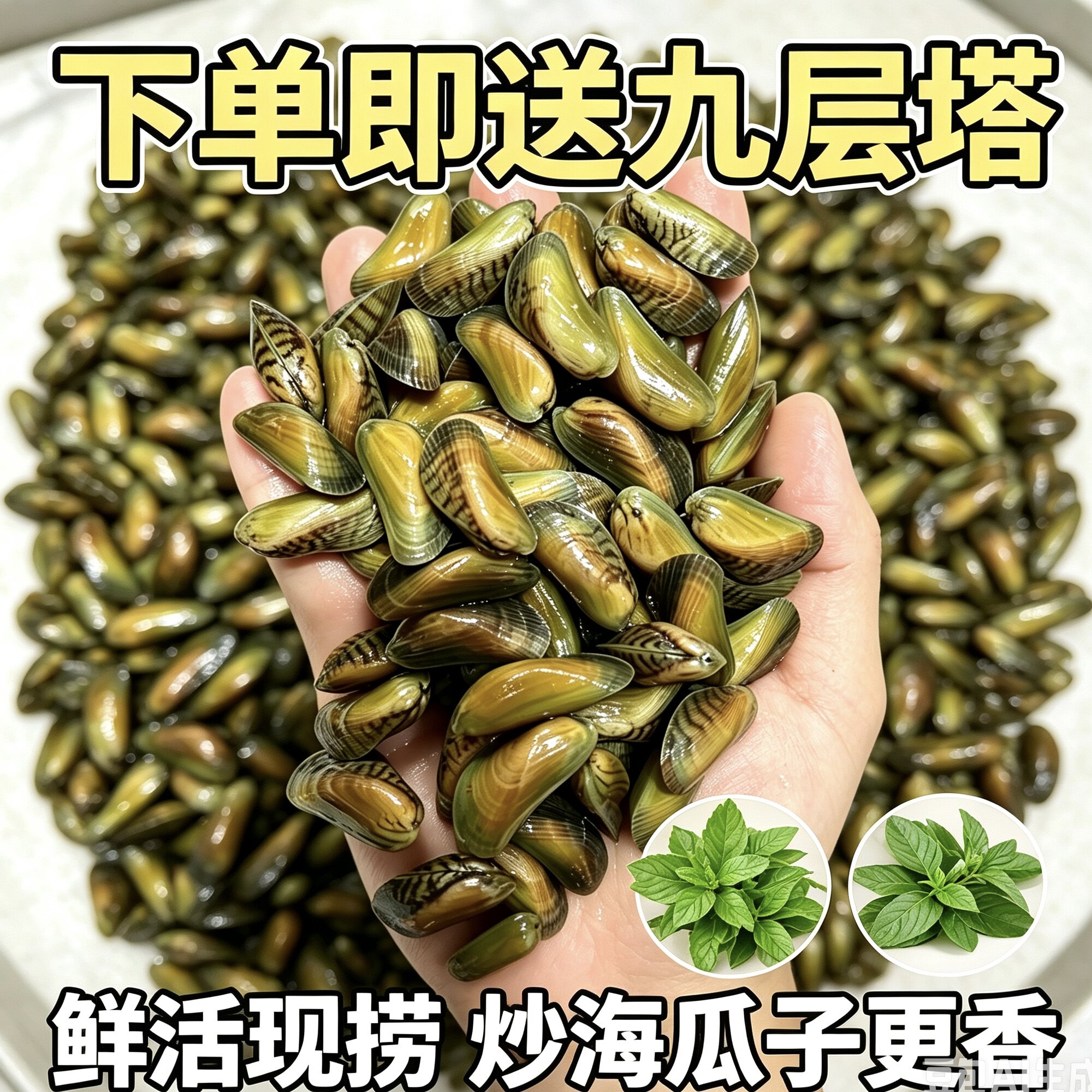 新鲜海瓜子鲜活现发海鲜水产大薄壳米贝壳类食材送金不换新鲜薄壳