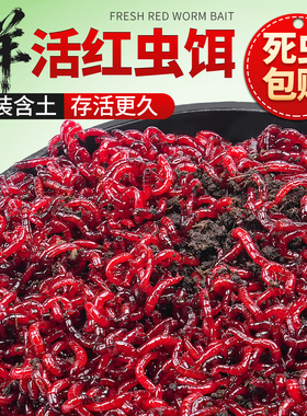 鲜活红虫特大号公虫活体活饵喂鱼饵拉饵鲫鱼野钓饵料六角恐龙饲料