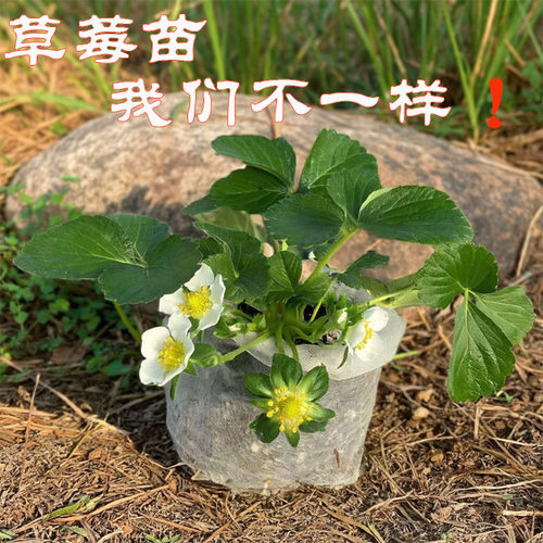 草莓苗精品大苗带土易种活