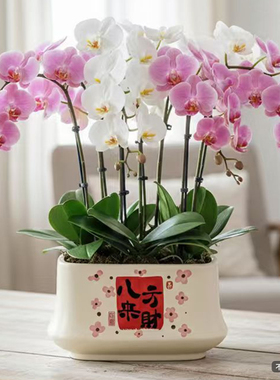 北欧花盆陶瓷长方形蝴蝶兰专用盆居家室内办公室桌面多肉绿植盆栽