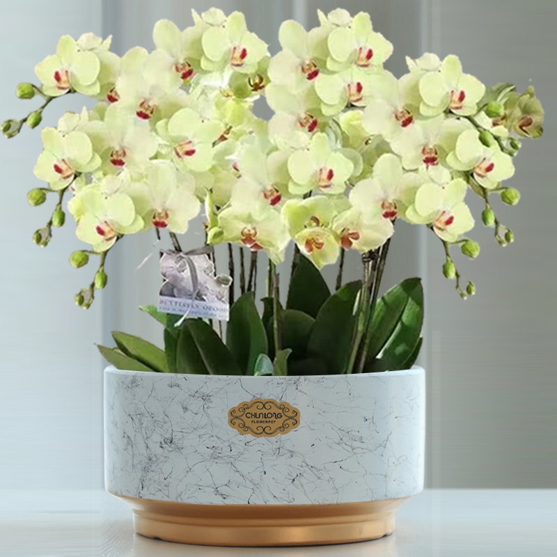 简约特大号大口径盆景盆栽特价清仓多肉绿植盆蝴蝶兰专用花盆陶瓷