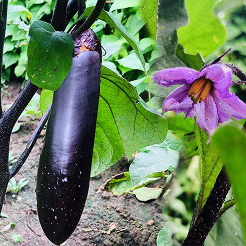 东北茄子价格 东北茄子图片 星期三