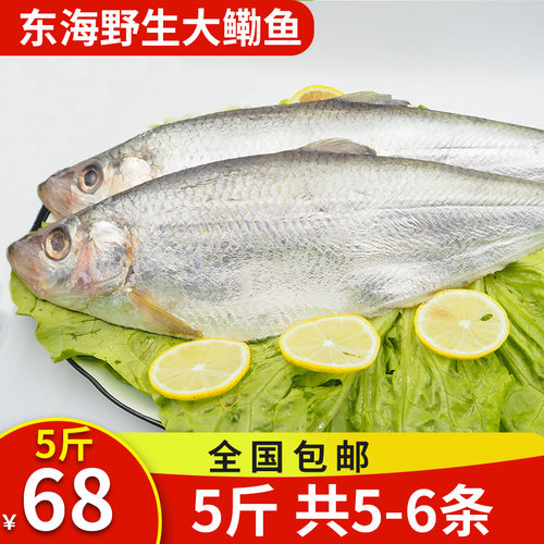 5斤装新鲜海鲜东海海鲜鳓鱼力鱼白鳞鱼快鱼码头生冻速发