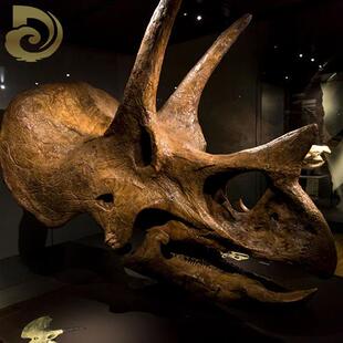 大型仿真三角龙恐龙骨架室内博物馆恐龙骨骼化石展览模型侏罗纪