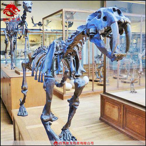 仿真剑齿虎骨架化石大型灭绝古生物骨头化石骨骼模型博物馆摆件