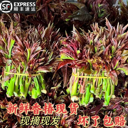 贵州特产野菜食用生鲜蔬菜新鲜现摘头茬香椿芽椿菜叶500g顺丰包邮