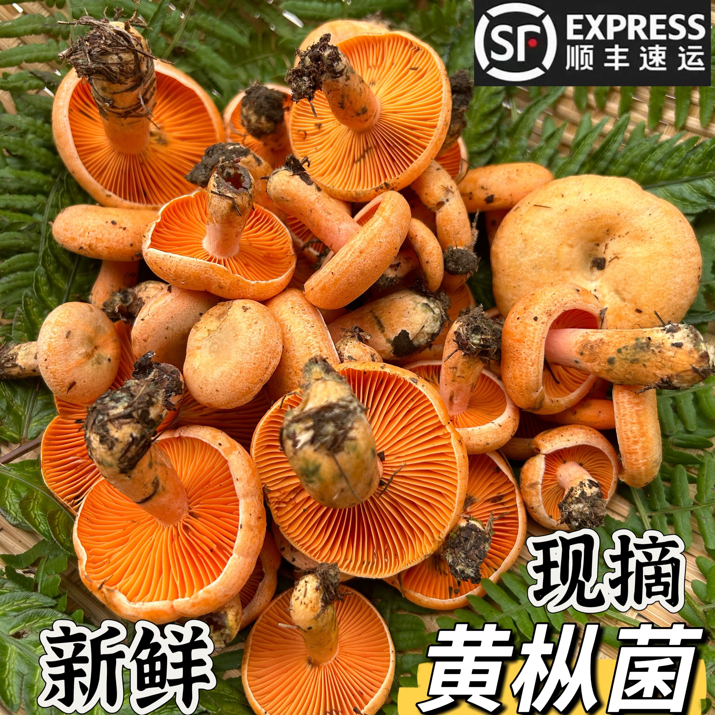 贵州新鲜野外黄蘑菇乌枞寒菌包邮图片