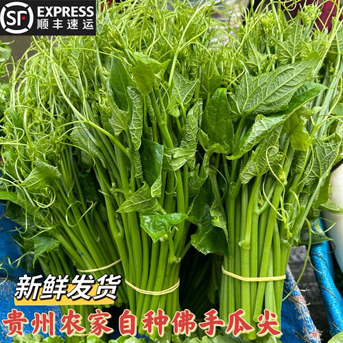 贵州野菜新鲜佛手瓜尖龙须菜包邮