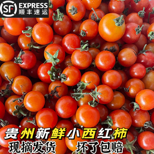 贵州特产新鲜蔬菜小西红柿小番茄毛辣果毛材食用酸汤500g顺丰 包邮