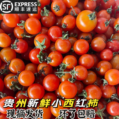 贵州新鲜酸汤小西红柿小番茄包邮