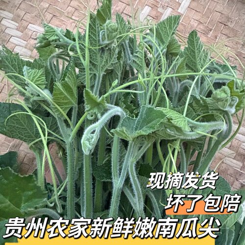 贵州新鲜蔬菜嫩南瓜尖藤嫩叶包邮
