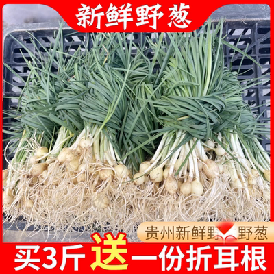 贵州新鲜野葱野菜野蒜小苦蒜包邮