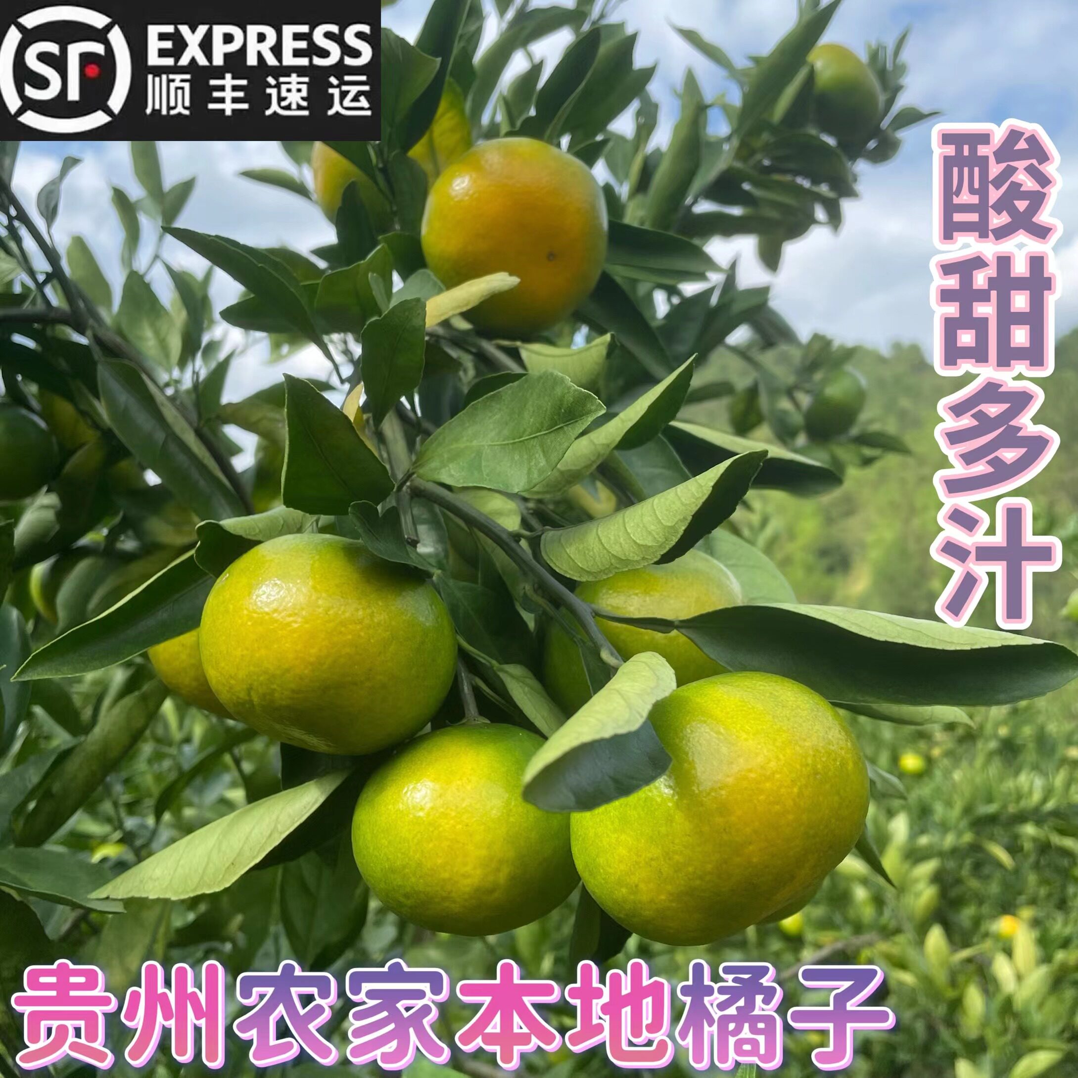 贵州农家特产新鲜现摘蜜桔橘子小金青黄皮沃柑橘当季鲜果水果包邮
