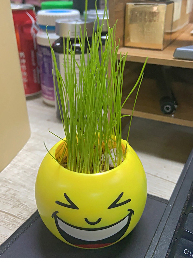 头上长草娃娃办公室桌面植物儿童种植小迷你盆栽幼儿园种植可爱