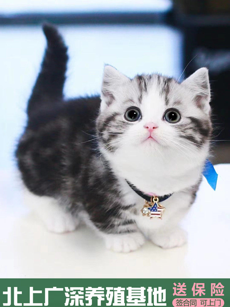 曼基康起司矮脚猫幼猫活体纯种美短宠物猫短腿猫猫咪布偶金渐层