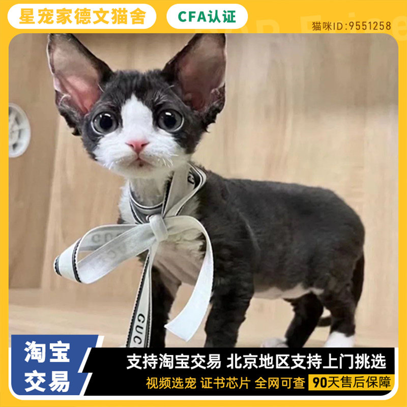 德文卷毛猫幼猫德文猫纯种开脸纯黑纯白蓝眼睛宠物猫活体不掉毛