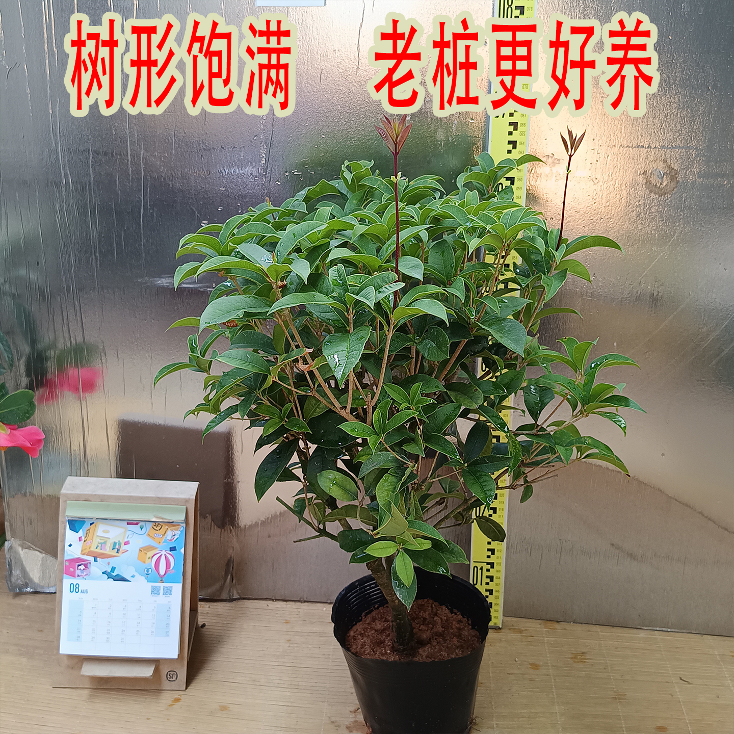 四季桂花老桩树苗盆栽室内阳台庭院金桂小桂花树盆栽带花苞耐寒