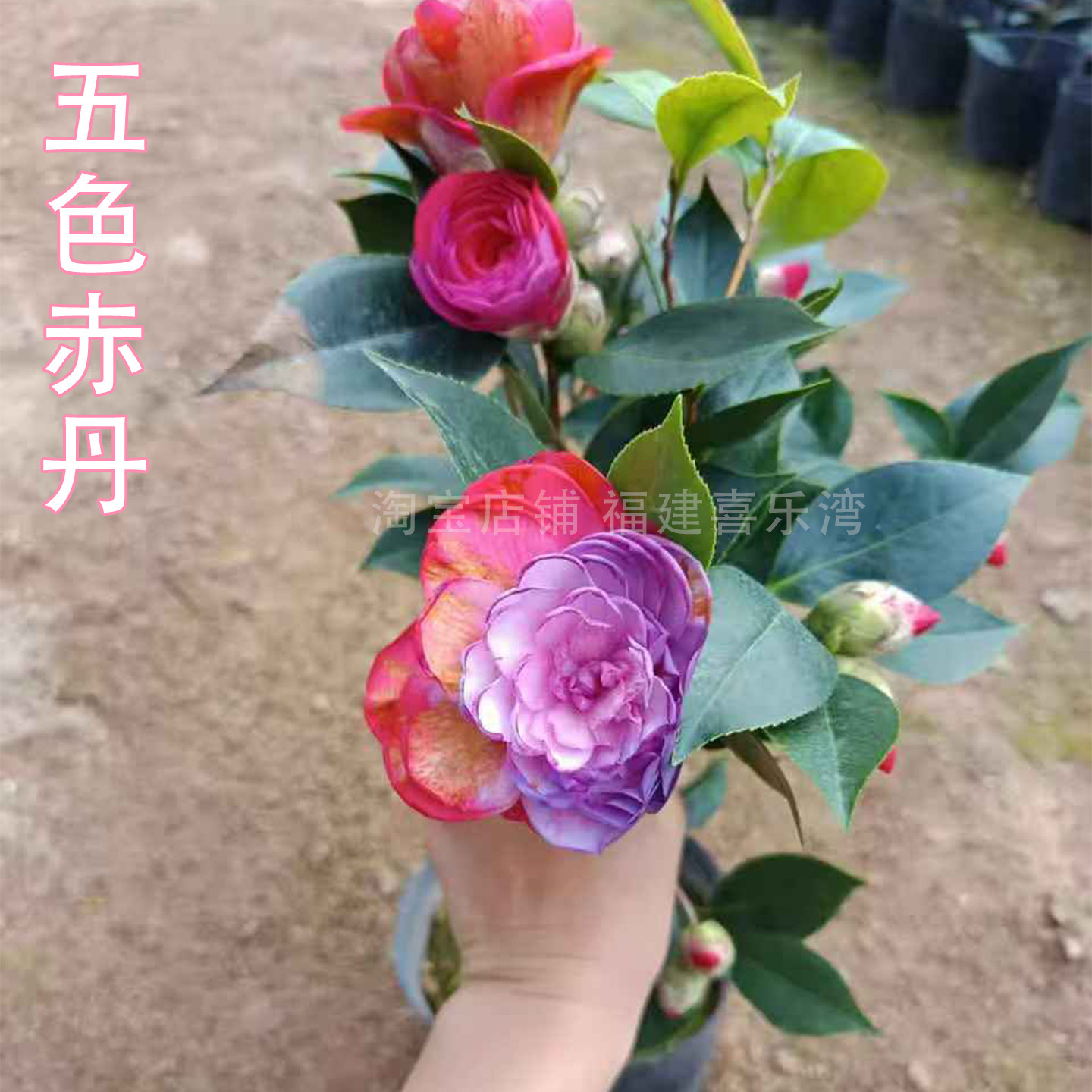 白底五色赤丹茶花青芽带血丝