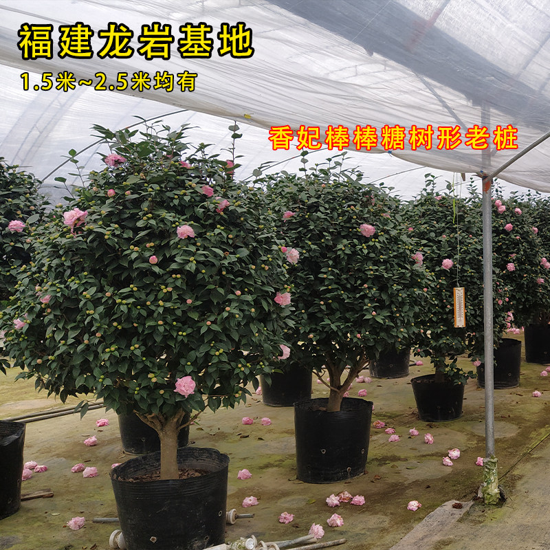 香妃茶花盆栽树苗四季开花庭院植物名贵浓香型烈香时令草本花卉7